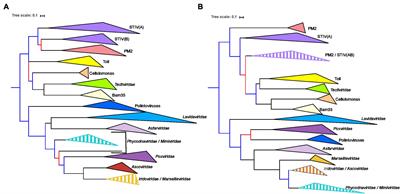 Phylogeny of the Varidnaviria Morphogenesis Module: Congruence and Incongruence With the Tree of Life and Viral Taxonomy